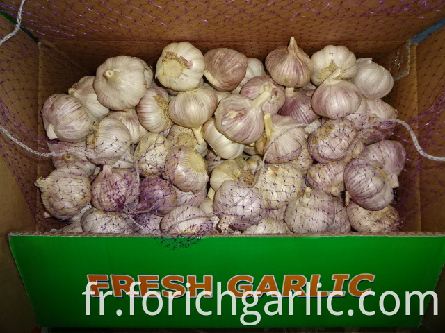 Crop 2019 Fresh Garlic